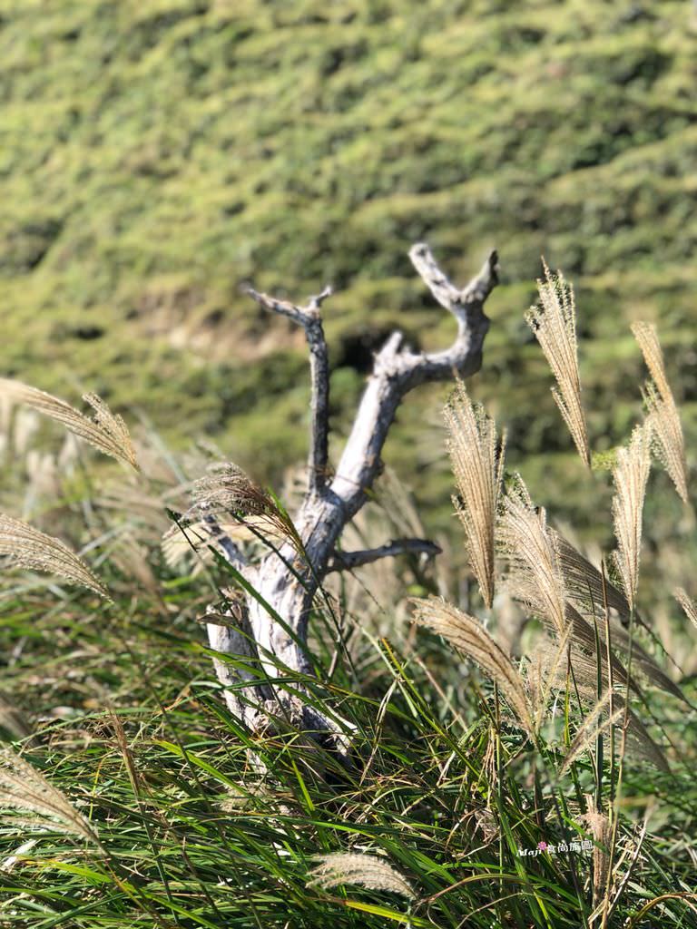 草嶺古道芒花季