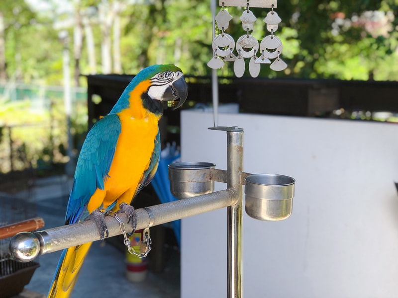 Arc Cafe 電梯前的藍黃鸚鵡，羽色鮮明，靜靜佇立在金鷹架上，很有迎賓的儀式感。